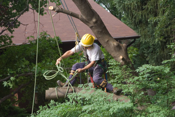 Best Fruit Tree Pruning  in Crestwood Village, NJ