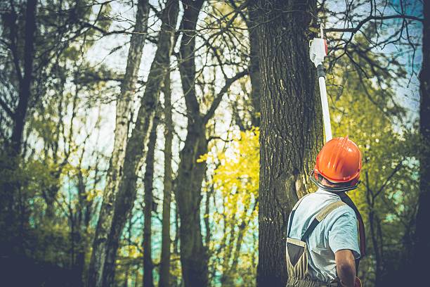 Best Firewood Processing and Delivery  in Crestwood Village, NJ